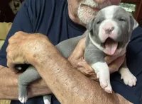 RAVEN, a female American Pit Bull Terrier for sale in Hurricane, WV – 3 of 6