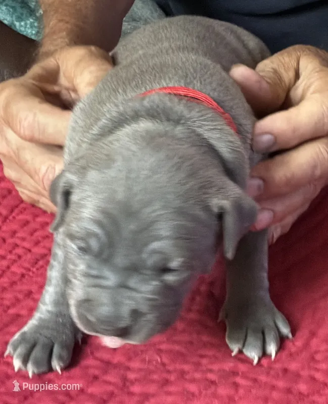 STORM – American Pit Bull Terrier puppy for sale in Hurricane, WV