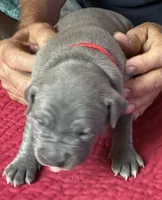 STORM, a female American Pit Bull Terrier for sale in Hurricane, WV – 1 of 5