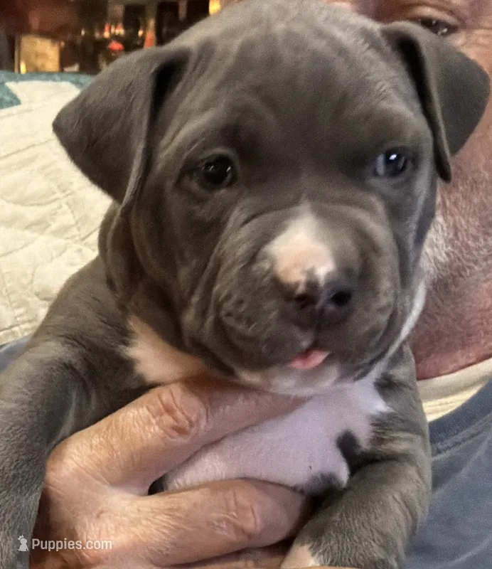 RYDER – American Pit Bull Terrier puppy for sale in Hurricane, WV