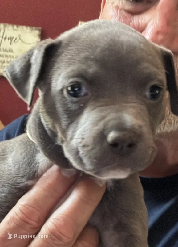 SAGE – American Pit Bull Terrier puppy for sale in Hurricane, WV
