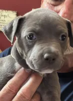 SAGE, a female American Pit Bull Terrier for sale in Hurricane, WV – 1 of 9