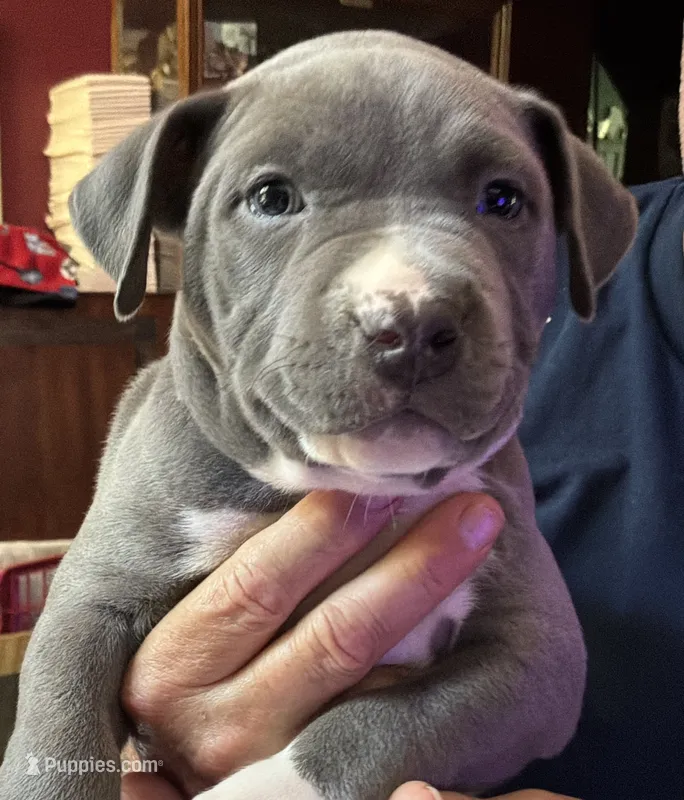RYDER – American Pit Bull Terrier puppy for sale in Hurricane, WV