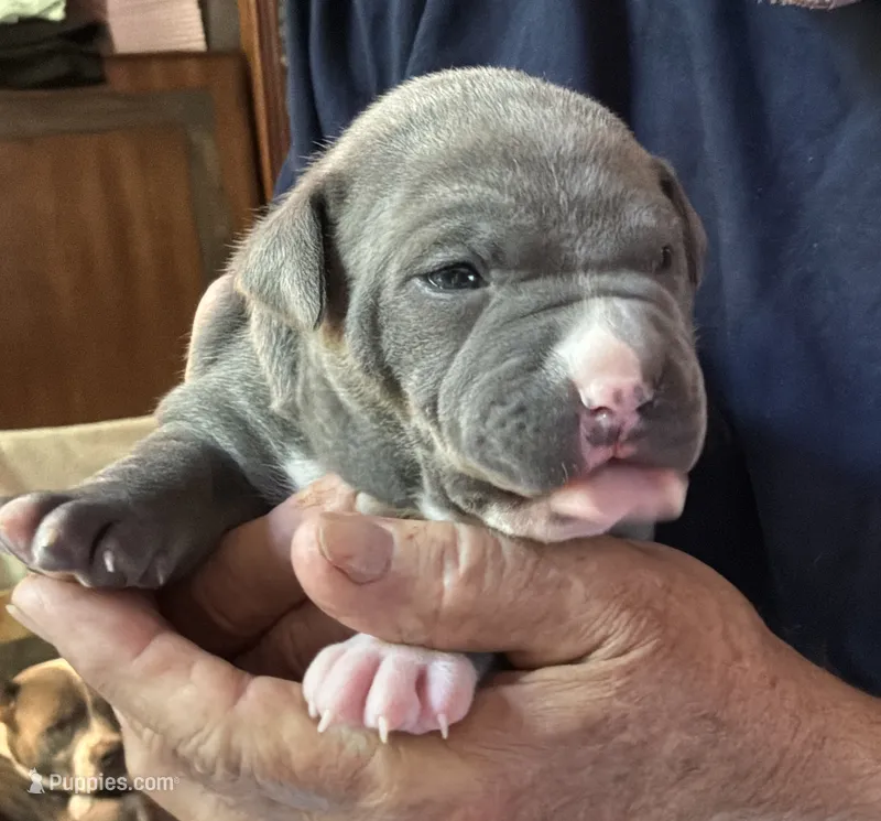 RYDER – American Pit Bull Terrier puppy for sale in Hurricane, WV