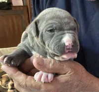 RYDER, a male American Pit Bull Terrier for sale in Hurricane, WV – 1 of 6