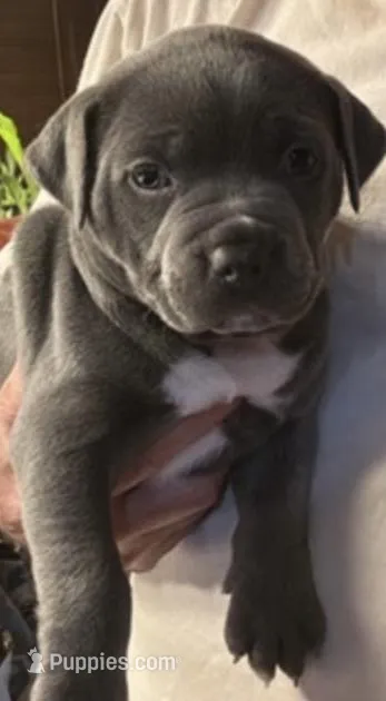 EMMA – American Pit Bull Terrier puppy for sale in Hurricane, WV