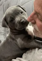 EMMA, a female American Pit Bull Terrier for sale in Hurricane, WV – Photo 3 of 7