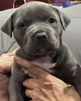 EMMA, a female American Pit Bull Terrier for sale in Hurricane, WV – Photo 2 of 7