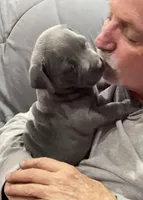 EMMA, a female American Pit Bull Terrier for sale in Hurricane, WV – Photo 7 of 7