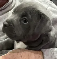 EMMA, a female American Pit Bull Terrier for sale in Hurricane, WV – Photo 4 of 7