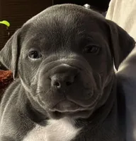 EMMA, a female American Pit Bull Terrier for sale in Hurricane, WV – Photo 5 of 7