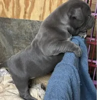 EMMA, a female American Pit Bull Terrier for sale in Hurricane, WV – Photo 6 of 7