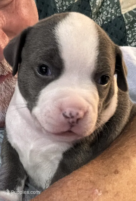 STONE – American Pit Bull Terrier puppy for sale in Hurricane, WV