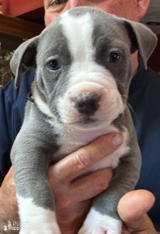 TRACE – American Pit Bull Terrier puppy for sale in Hurricane, WV