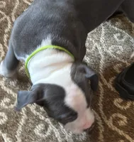 STONE, a male American Pit Bull Terrier for sale in Hurricane, WV – 8 of 9