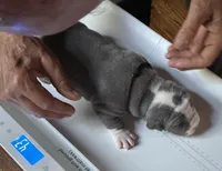 TRACE, a male American Pit Bull Terrier for sale in Hurricane, WV – 4 of 6