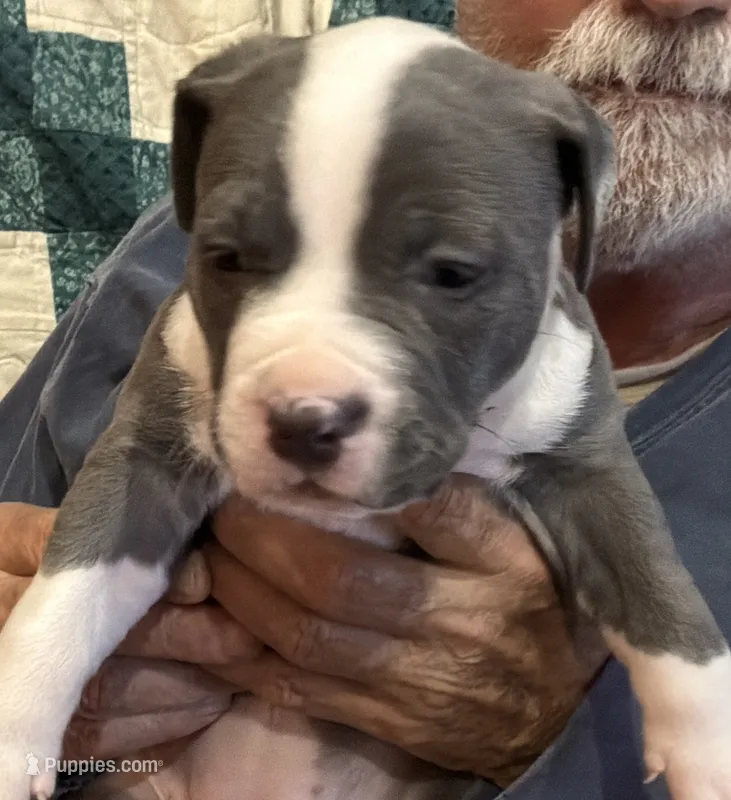 RAVEN – American Pit Bull Terrier puppy for sale in Hurricane, WV