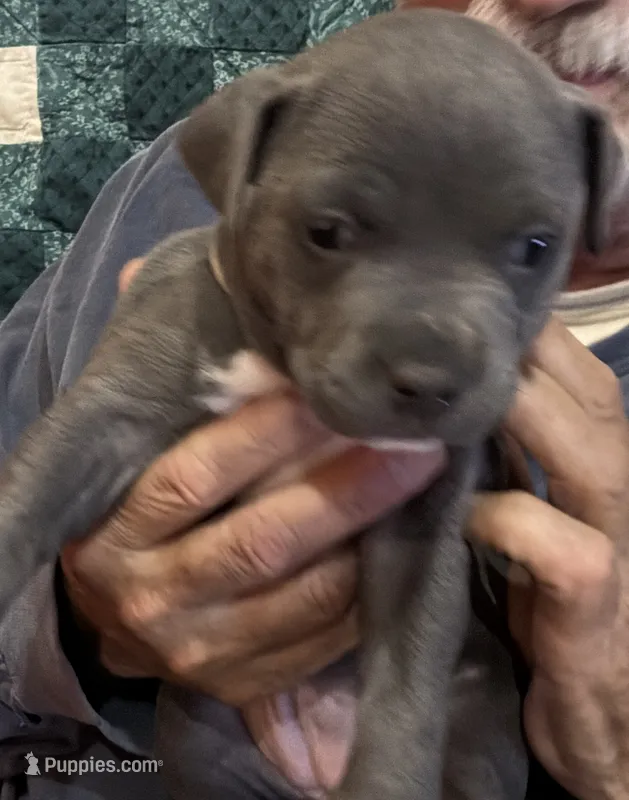SAGE – American Pit Bull Terrier puppy for sale in Hurricane, WV