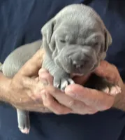 LEXIE, a female American Pit Bull Terrier for sale in Hurricane, WV – 3 of 5
