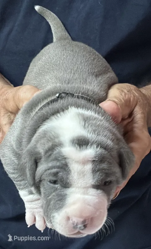 TRACE – American Pit Bull Terrier puppy for sale in Hurricane, WV