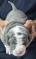 TRACE, a male American Pit Bull Terrier for sale in Hurricane, WV – 1 of 6