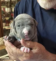 RYDER, a male American Pit Bull Terrier for sale in Hurricane, WV – 4 of 6