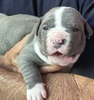 HUNTER, a male American Pit Bull Terrier for sale in Hurricane, WV – 2 of 6