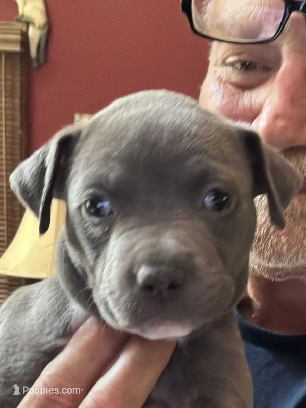 SAGE – American Pit Bull Terrier puppy for sale in Hurricane, WV