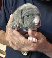 RYDER, a male American Pit Bull Terrier for sale in Hurricane, WV – 3 of 6