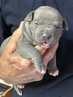 SAGE, a female American Pit Bull Terrier for sale in Hurricane, WV – 1 of 5
