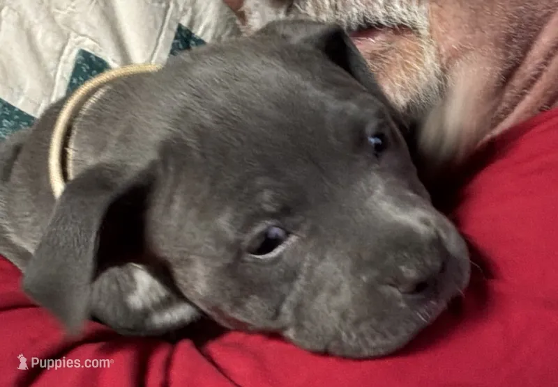 SAGE – American Pit Bull Terrier puppy for sale in Hurricane, WV