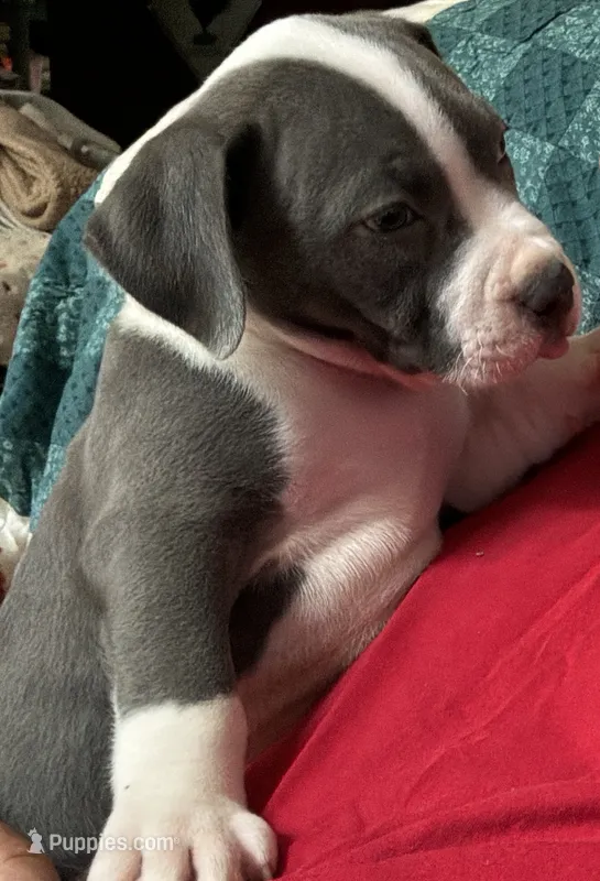 MIA – American Pit Bull Terrier puppy for sale in Hurricane, WV