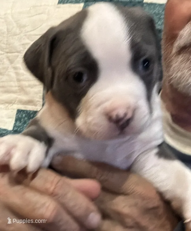 STONE – American Pit Bull Terrier puppy for sale in Hurricane, WV