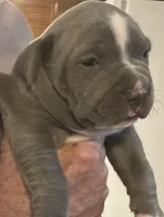 MADDI, a female American Pit Bull Terrier for sale in Hurricane, WV – Photo 3 of 8