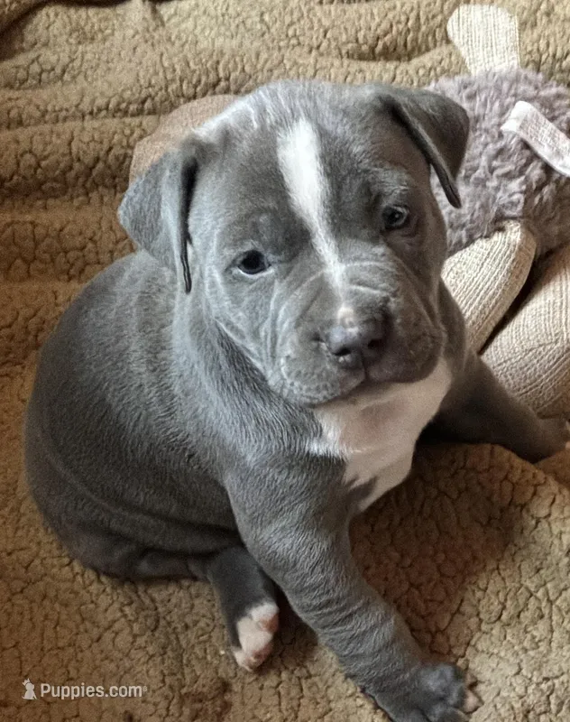 MADDI – American Pit Bull Terrier puppy for sale in Hurricane, WV