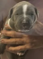 MADDI, a female American Pit Bull Terrier for sale in Hurricane, WV – Photo 2 of 8