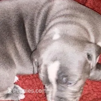 MADDI, a female American Pit Bull Terrier for sale in Hurricane, WV – Photo 7 of 8