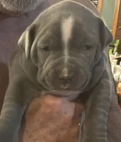 MADDI, a female American Pit Bull Terrier for sale in Hurricane, WV – Photo 4 of 8