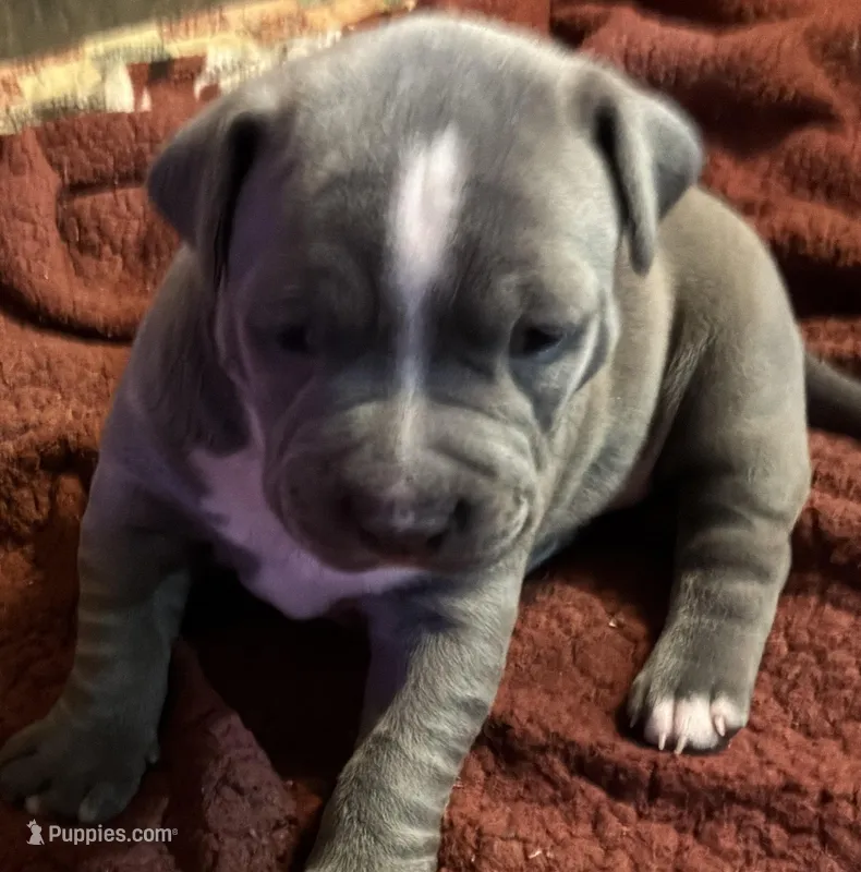 MADDI – American Pit Bull Terrier puppy for sale in Hurricane, WV