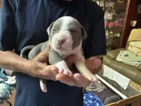 MIA, a female American Pit Bull Terrier for sale in Hurricane, WV – 5 of 5