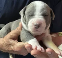 MIA, a female American Pit Bull Terrier for sale in Hurricane, WV – 4 of 5