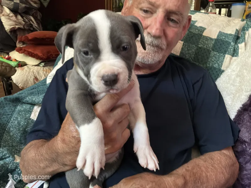 MIA – American Pit Bull Terrier puppy for sale in Hurricane, WV