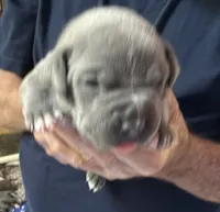 JETT, a male American Pit Bull Terrier for sale in Hurricane, WV – 4 of 6