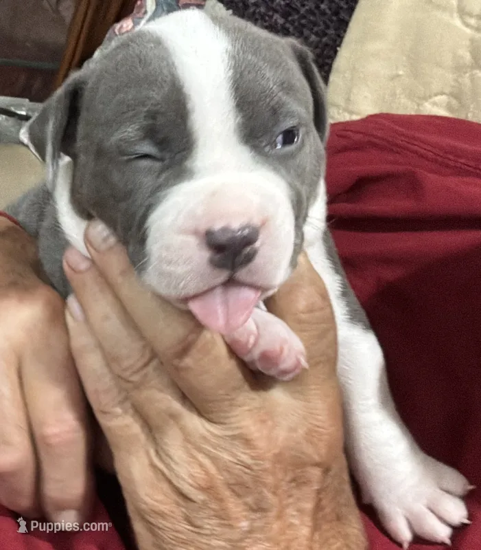 MIA – American Pit Bull Terrier puppy for sale in Hurricane, WV