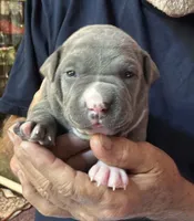 RYDER, a male American Pit Bull Terrier for sale in Hurricane, WV – 2 of 6