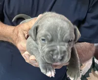 JETT, a male American Pit Bull Terrier for sale in Hurricane, WV – 2 of 6