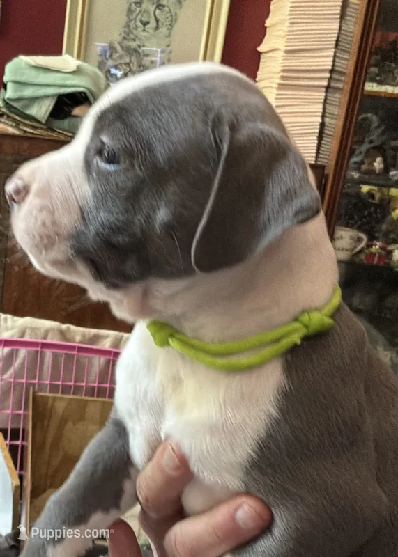 STONE – American Pit Bull Terrier puppy for sale in Hurricane, WV