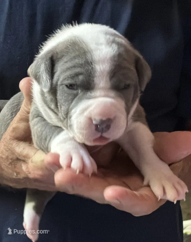 MIA – American Pit Bull Terrier puppy for sale in Hurricane, WV