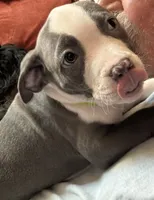 STONE, a male American Pit Bull Terrier for sale in Hurricane, WV – 9 of 9