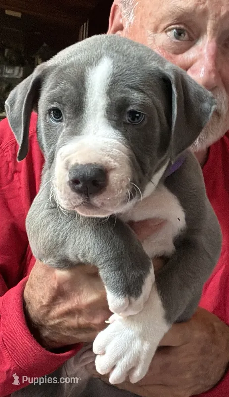 CHANSE – American Pit Bull Terrier puppy for sale in Hurricane, WV